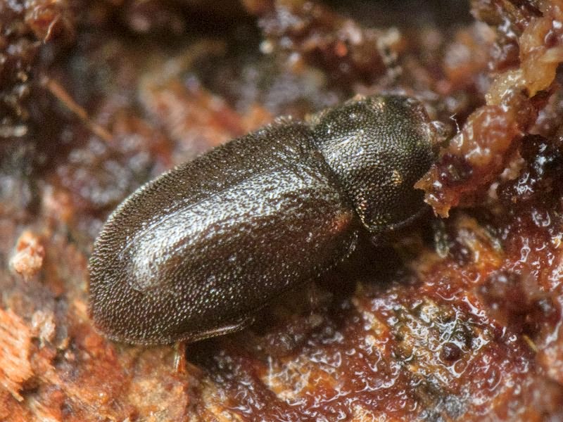 Cis rugulosus Mellié, 1848